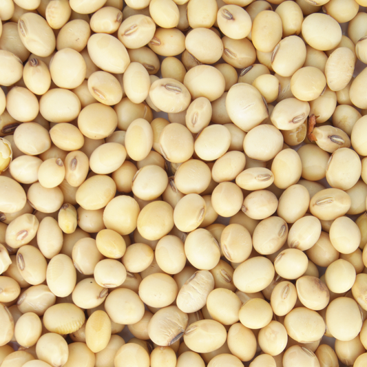 200g organic white soybeans 