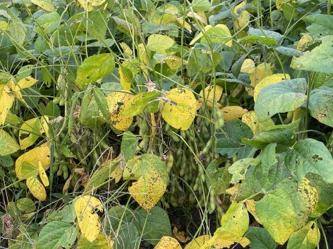 【冷蔵】椿き屋　国産有機大豆のうの花120ｇ