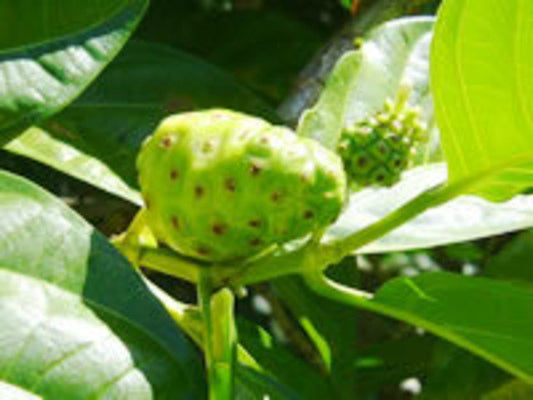 [New Release] Organic Noni Extract from Tahiti 